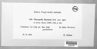 Image of Phakopsora burserae